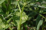 Cutleaf groundcherry